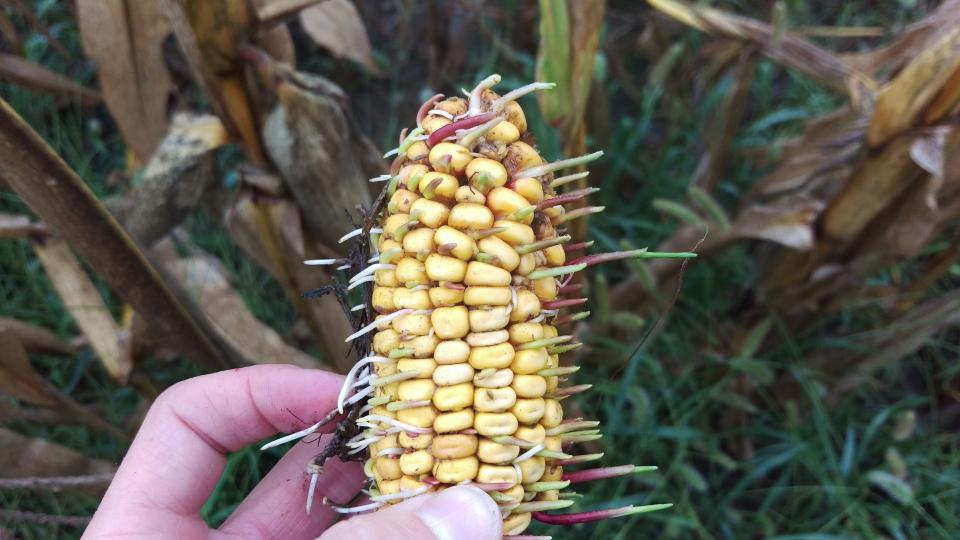 Corn kernels sprouting on the ear