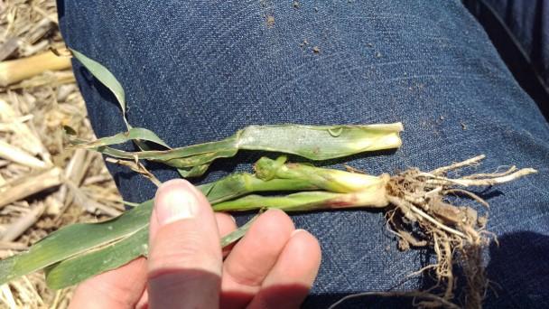 A March 14 noon-hour webinar will explore the issue of wheat stem maggot damaging corn planted directly into rye or wheat cover crops.