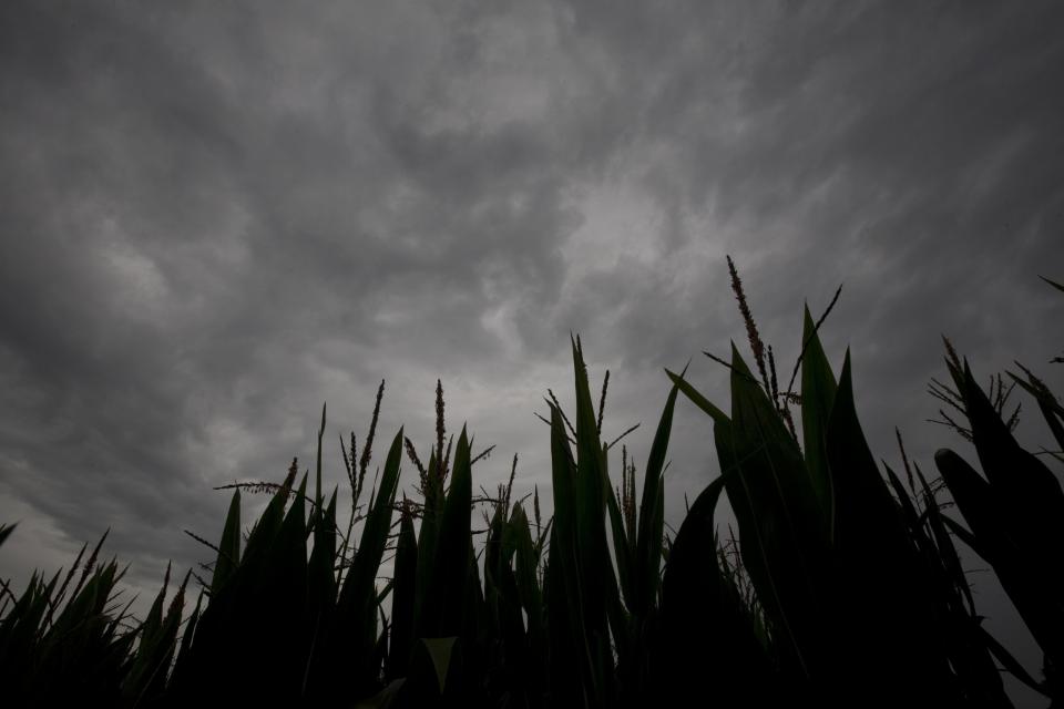 Corn field with a heavy cloud cover