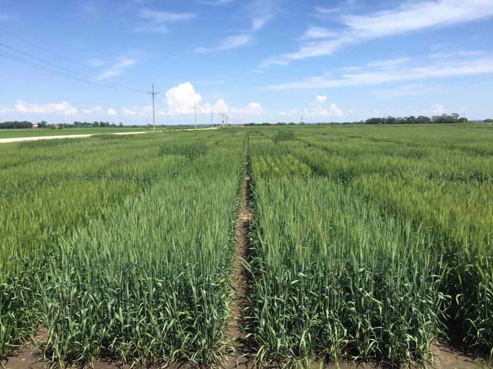 Figure 1. Winter wheat variety trial at the Eastern Nebraska Research and Extension Center, 2019. (Photos by Nathan Mueller)
