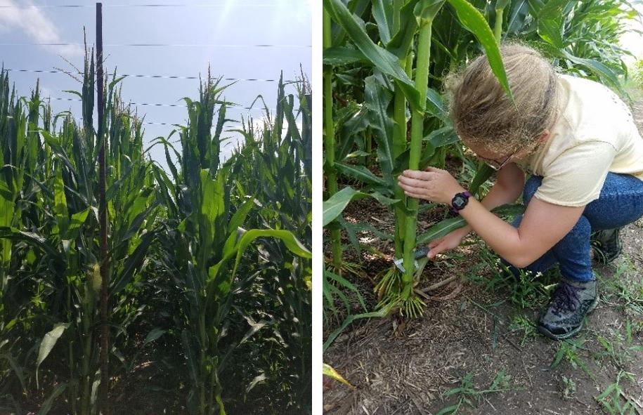 person measuring corn stalk diameter