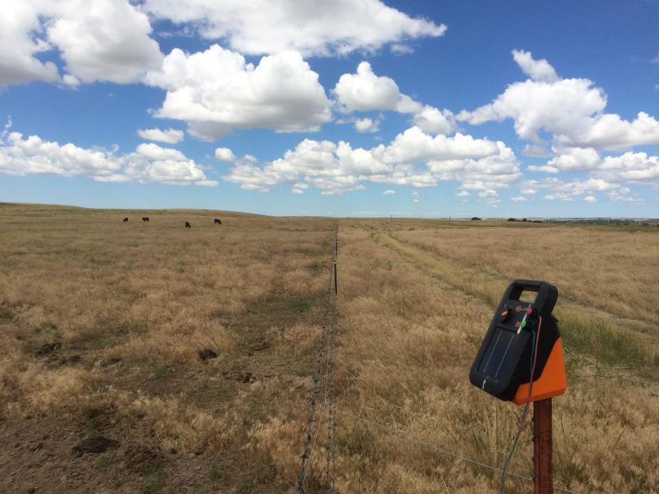 Cattle grazing on cheatgrass and ungrazed rangeland