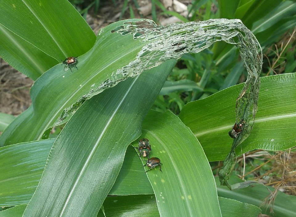 Figure 1. Corn injury from Japanese beetle feeding in a Saunders County field. (Photo by Keith Glewen)