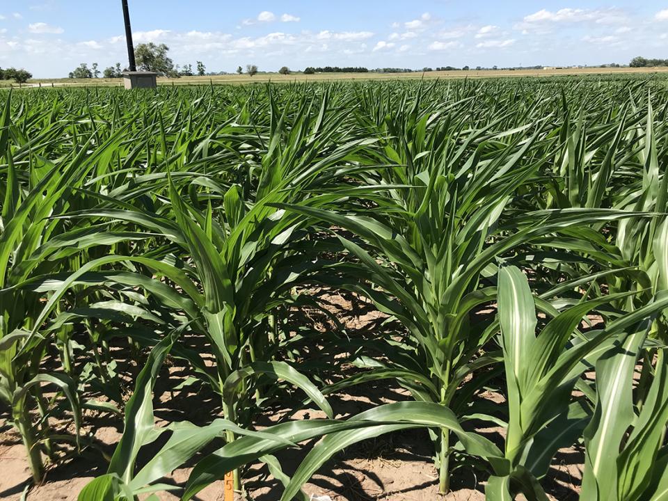 Figure 1. Corn in one of the irrigation research plots at the South Central Agricultural Lab was starting to show signs of stress Wednesday.