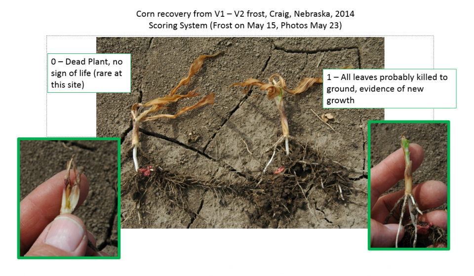 Photos illustrating two points in rating system used to evaluate freeze damage to seedling corn. These show corn recovery from frost at V1-V2 growth stage in 2014 near Craig