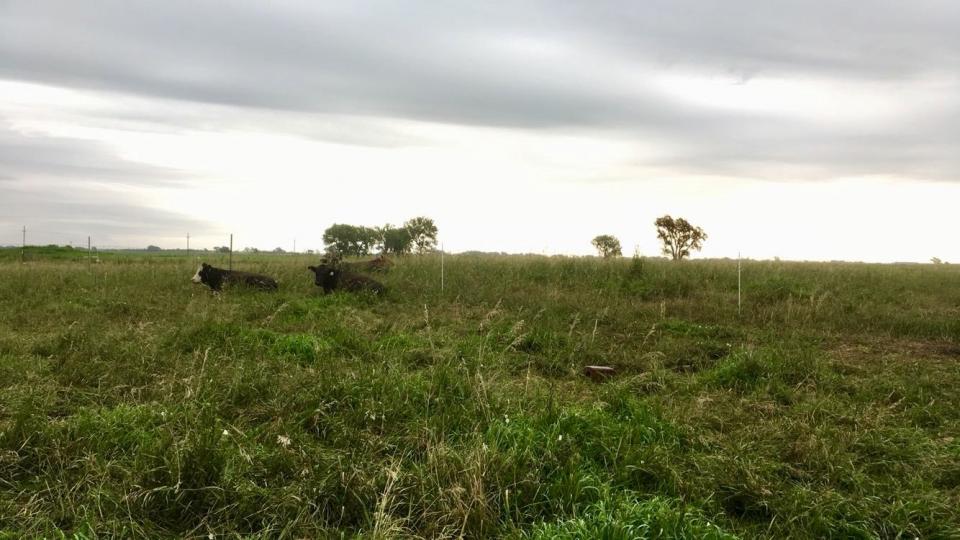 Figure 1. Cattle grazing smooth bromegrass pasture at Mead.