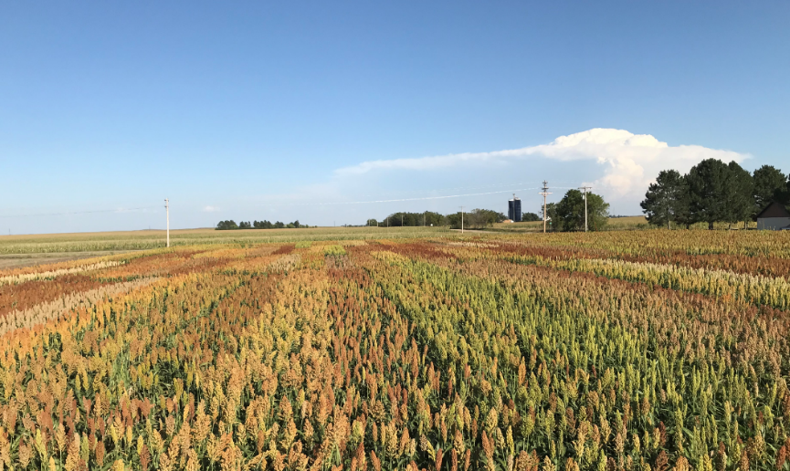 Grain sorghum variety trial at the Henry J. Stumpf International Wheat Center near Grant, Nebraska, summer 2019. 