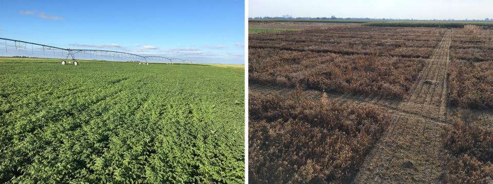 Study of irrigated chickpeas at Grant (left) and harvesting irrigated chickpea plot in 2019. 