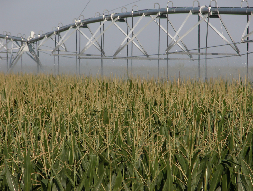 Center pivot irrigating late-season corn
