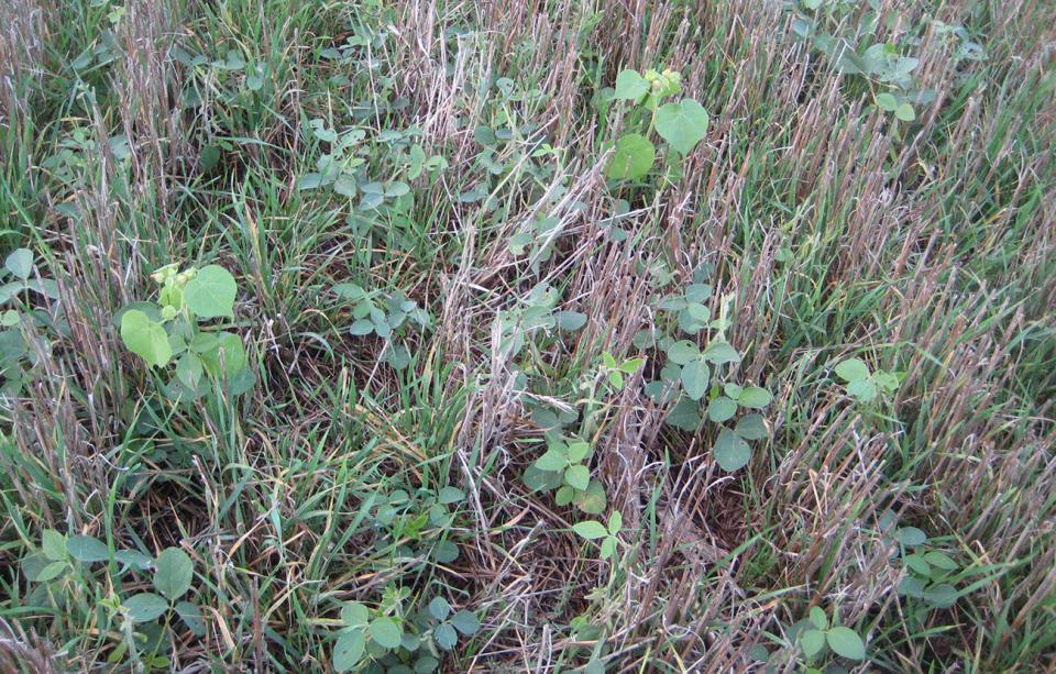 Cover crops and weeds in early spring 