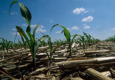 On flood-damged fields cover crops offer benefits as a soil cover and rebuilder as well as a source of forage.