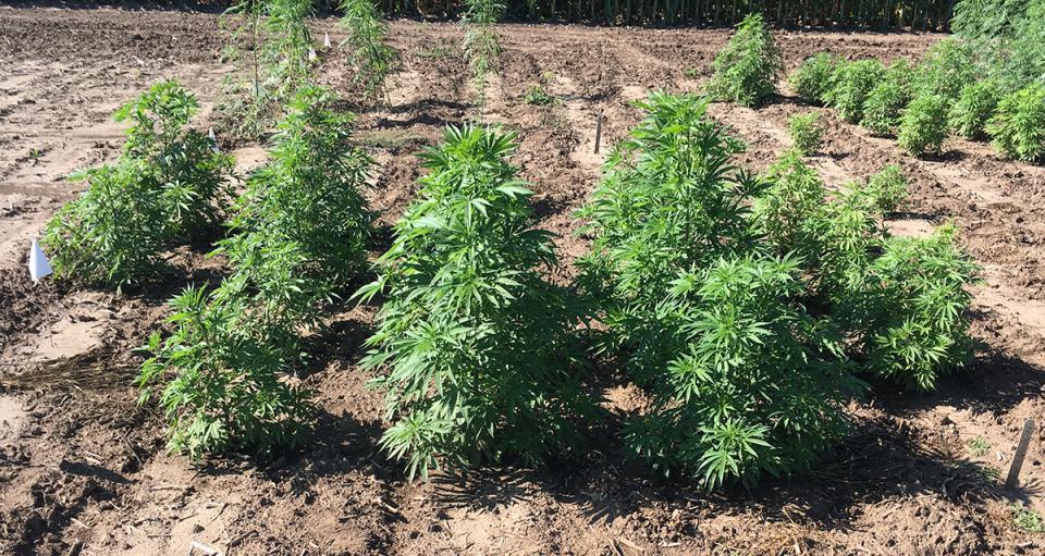 Figure 1. Hemp variety best suited for CBD production.