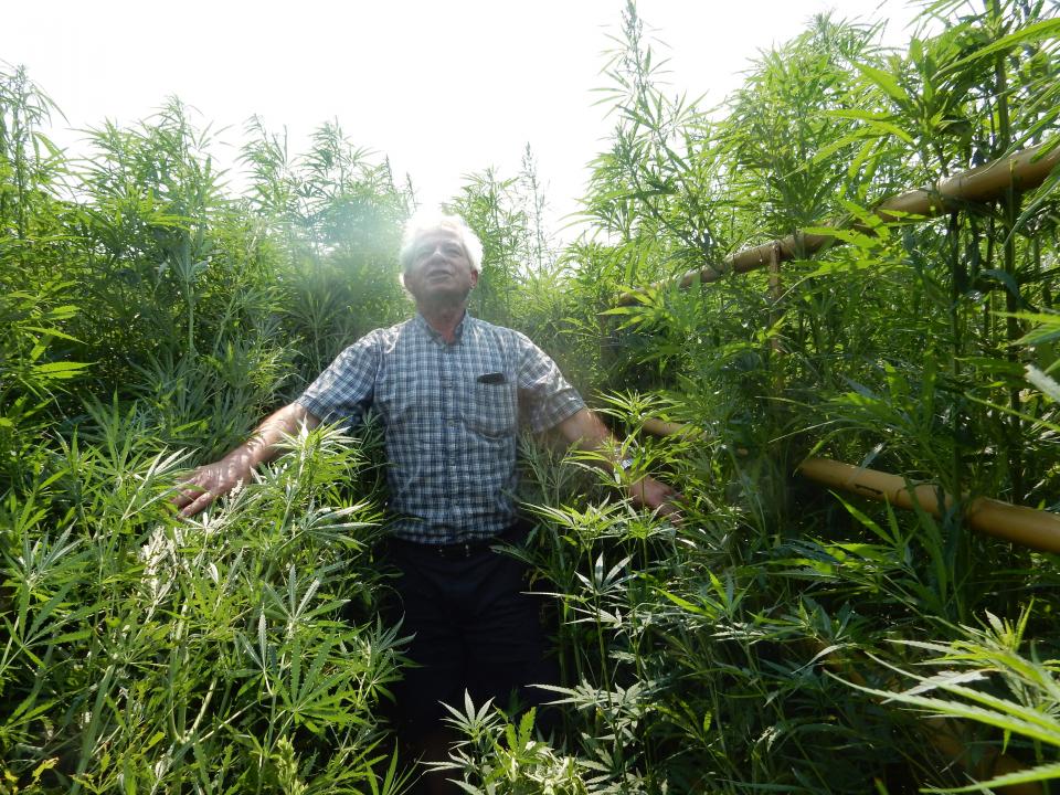 Ismail Dweikat, University of Nebraska-Lincoln professor of agronomy and horticulture, stands amid research plantings of 6-7 foot tall hemp plants, these varieties best suited to fiber and grain production.