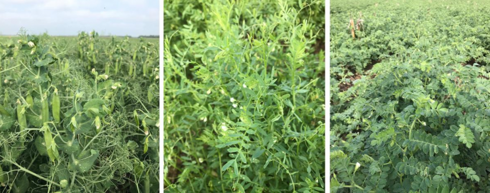 Photos of field peas, lentils and chick peas.