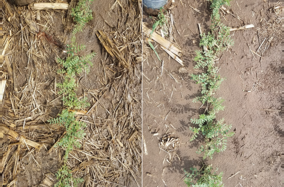 Two photos of chickpeas in the field, one grown in no-till (L) and one grown with tillage (R) at Grant in 2018