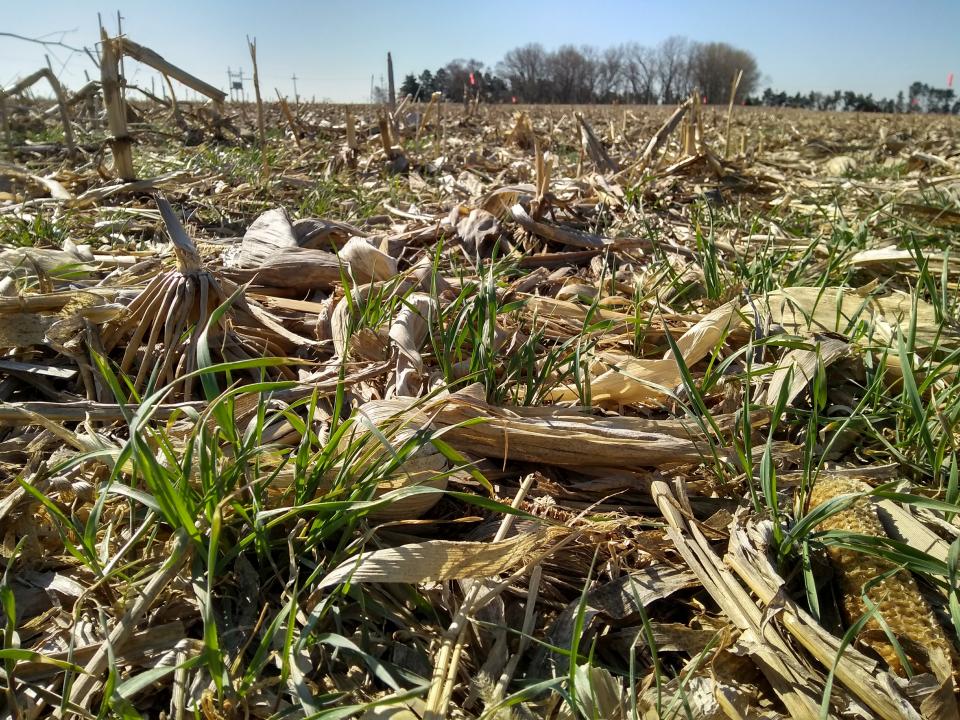 Rye in continuous corn April 19, 2018 at the Eastern Nebraska Research and Education Center near Mead