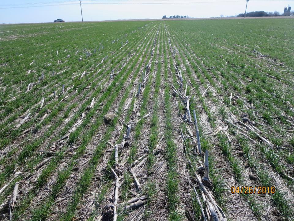 Field of seedling wheat