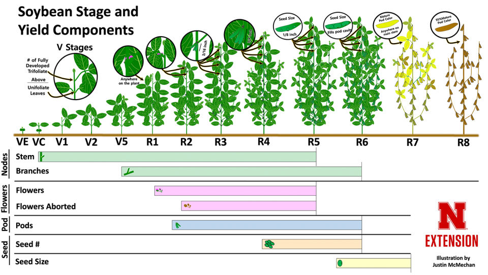An infographic showing soybean yield components and when they affect yield.