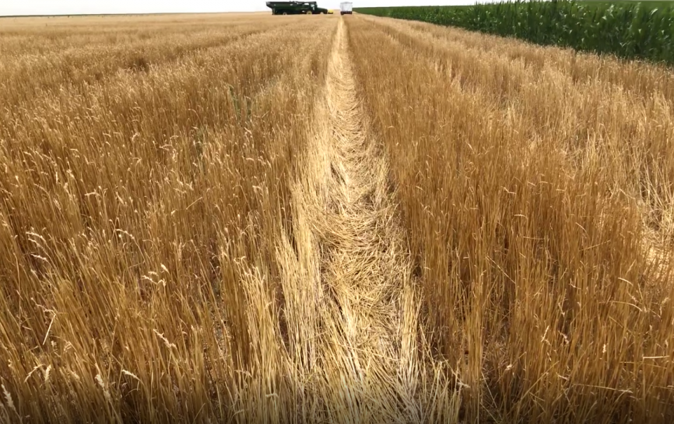 Wheat field with significant standing residue following harvest