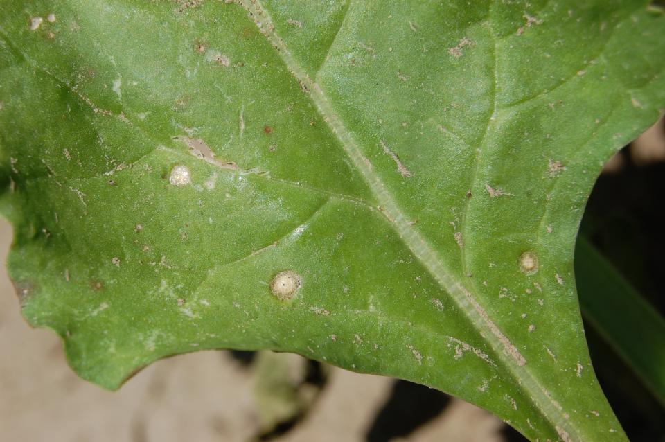 Sugar beet leaf with 3 very young, circular lesions induced by the CLS  pathogen, Cercospora betae.   If conditions are conducive, the disease can spread rapidly, even from this  small beginning.