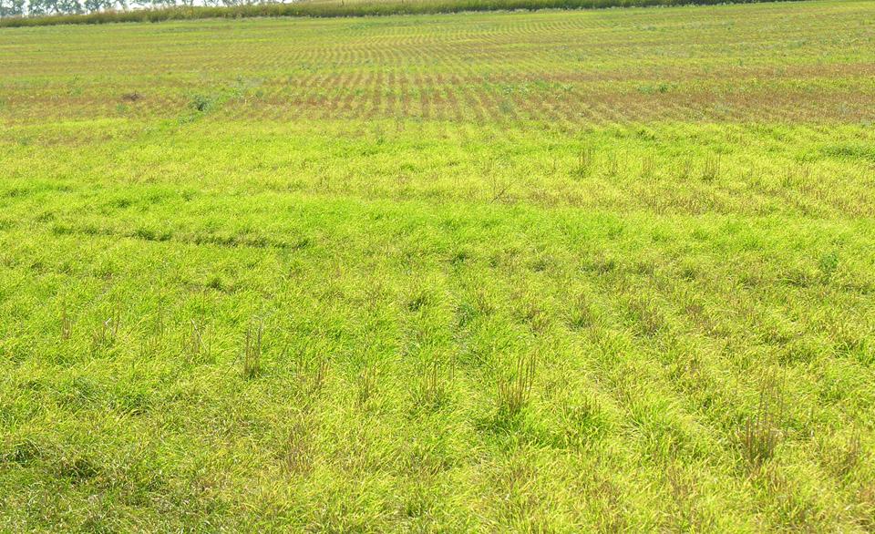 Field of mite- and virus-infected pre-haravest volunteer wheat