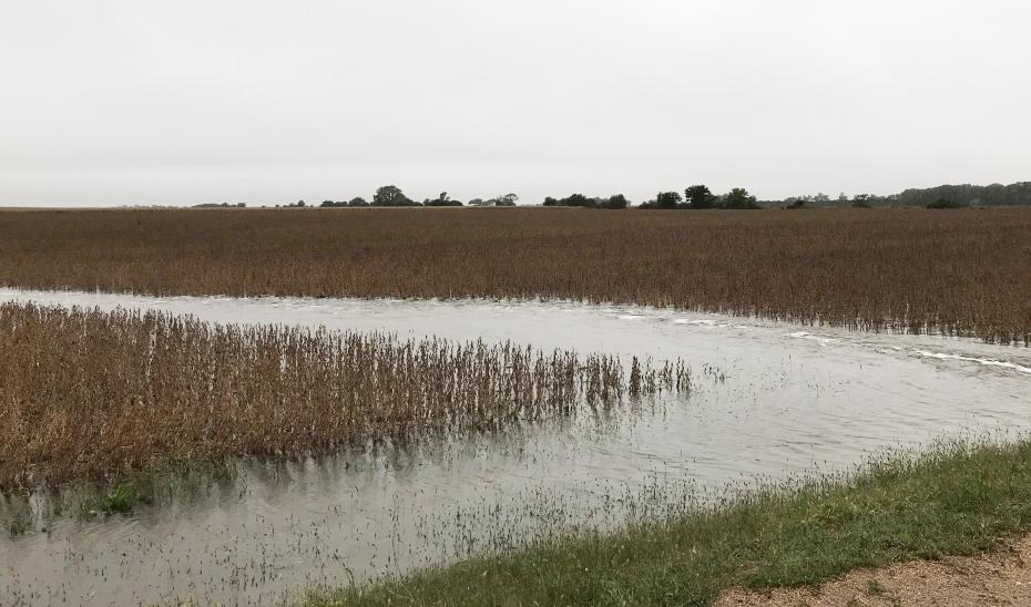 After recent rains, water stands in the border of this Filmore County soybean field. While wet conditions across much of the state will complicate harvest, taking steps to avoid compaction can reduce the challenges for future crops. (Photo by Brandy VanDeWalle)