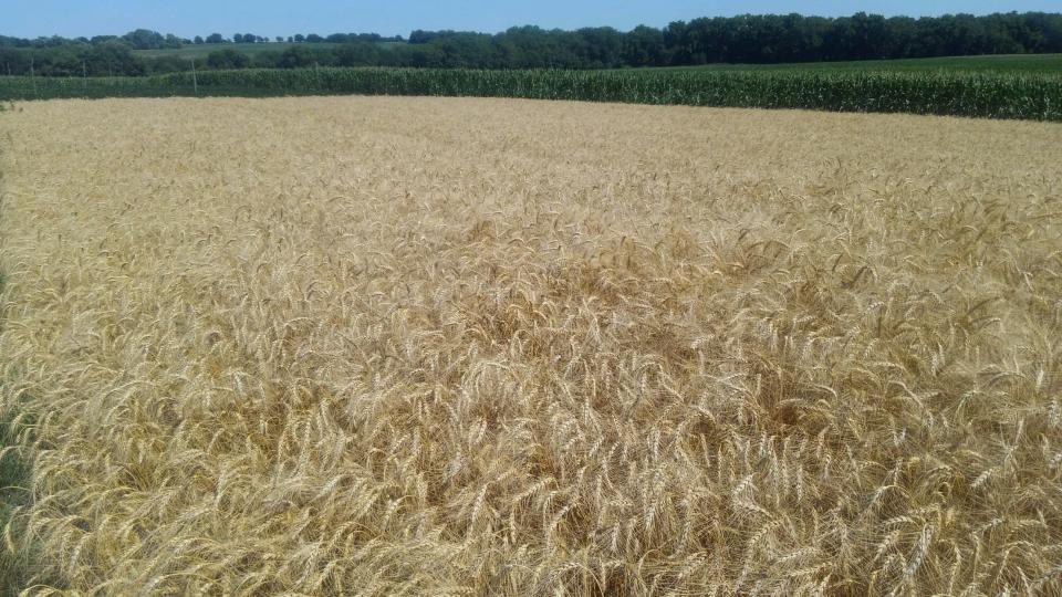A mature wheat field in eastern Nebraska.