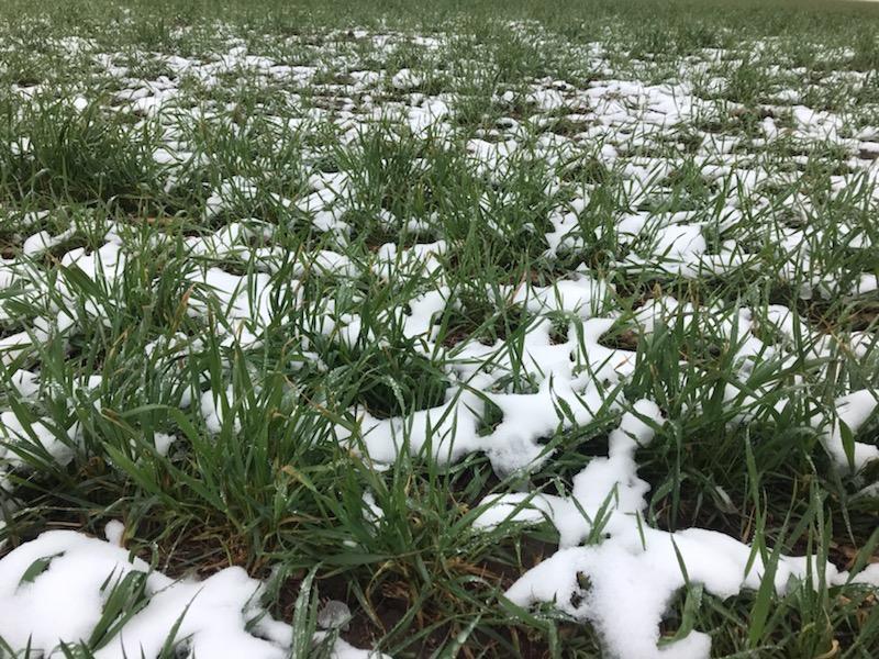 A snowy field with grass