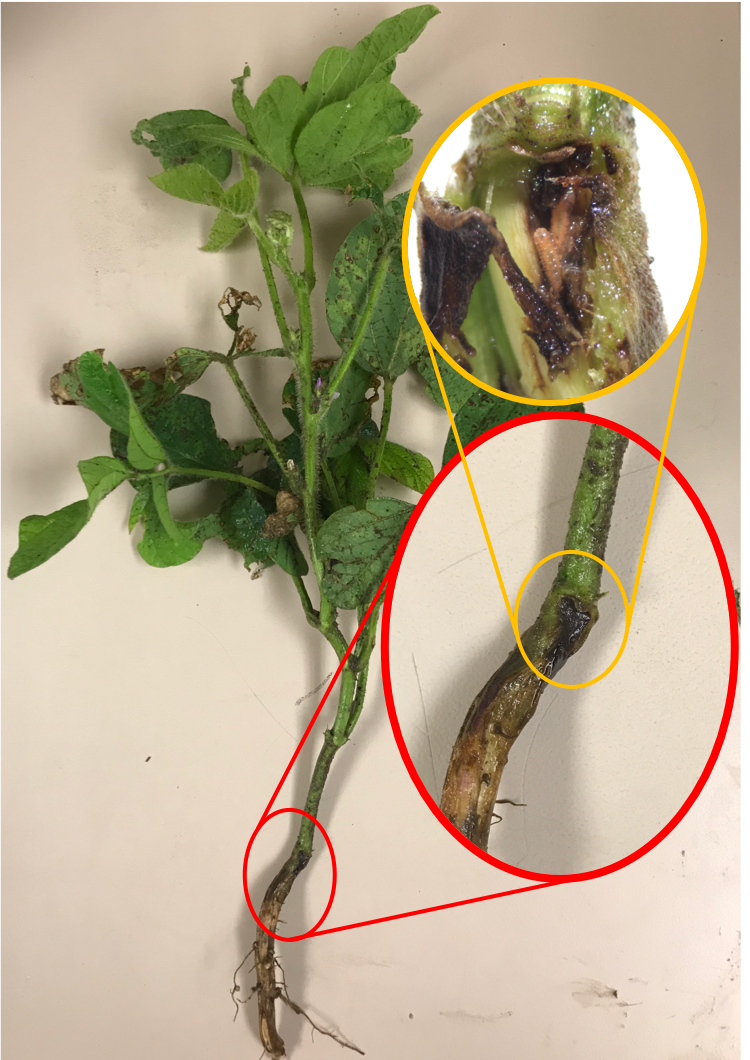soybean gall midge larvae in soybean plant