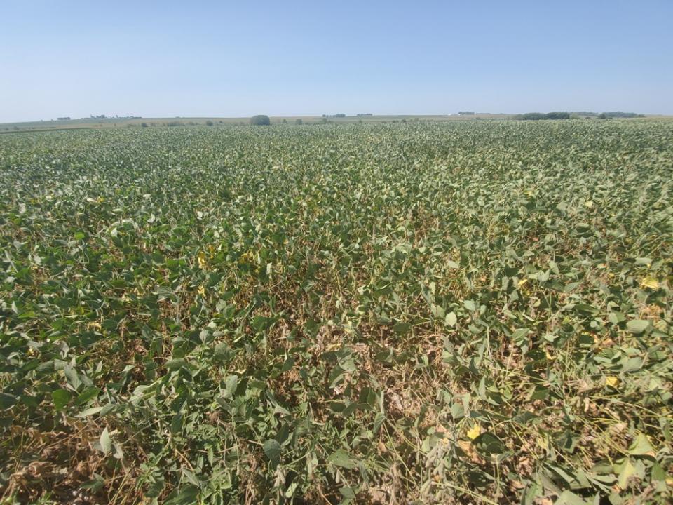 Drought stressed soybeans