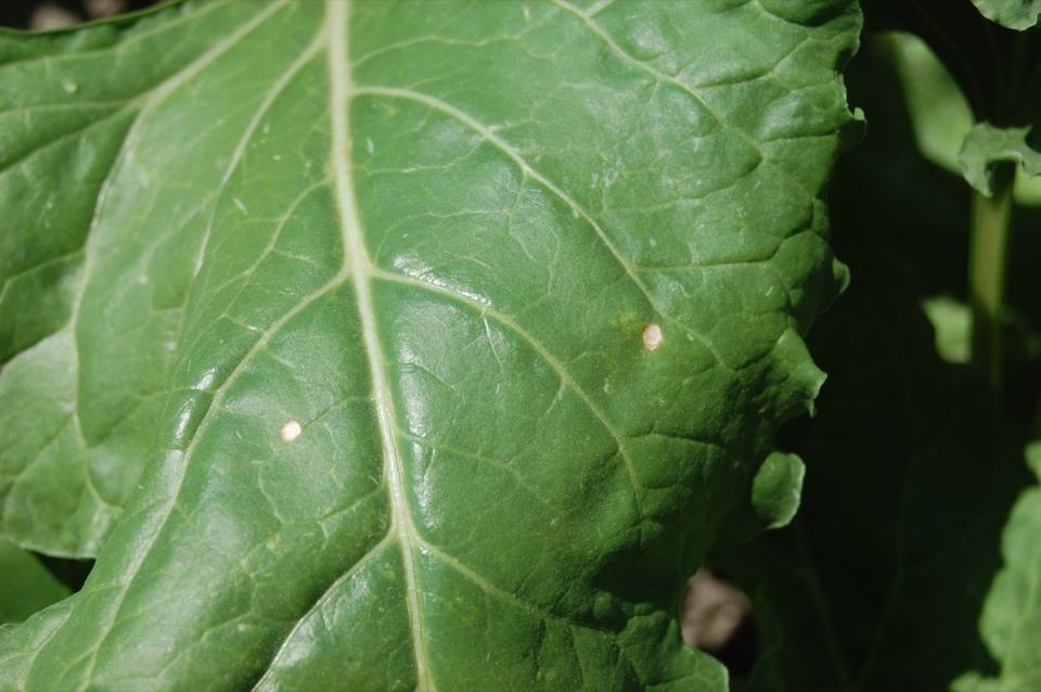 Lesions on sugar beet leaves.