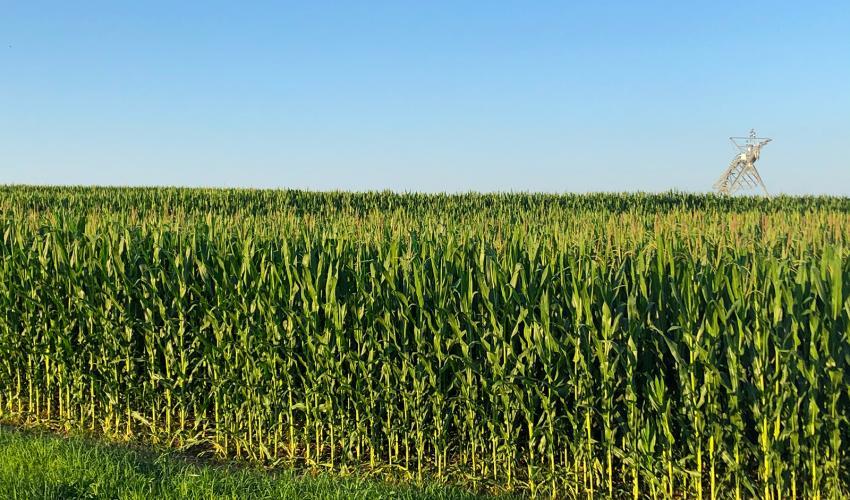 corn field with center pivot irrigation