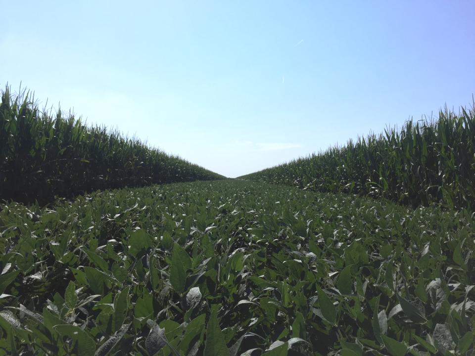 Corn and soybean strip plots