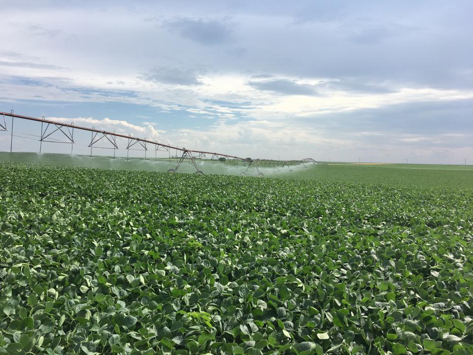 Irrigated soybean in Perkins County, NE (2019). 