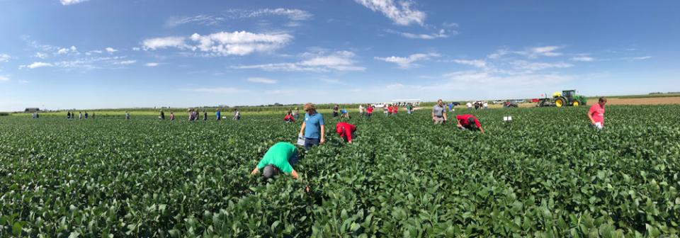 Figure 1. Farmers examining different fertility treatments during 2019 August Field Day near Grant, NE. 