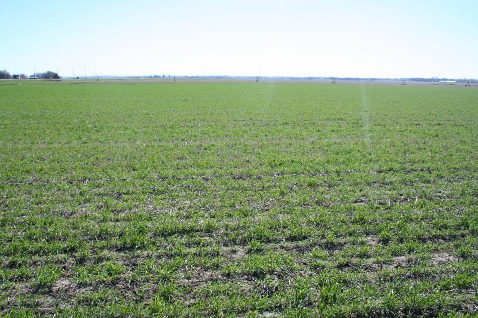 Crop crops in field