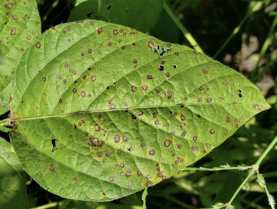 Frogeye leaf spot on soybean plant