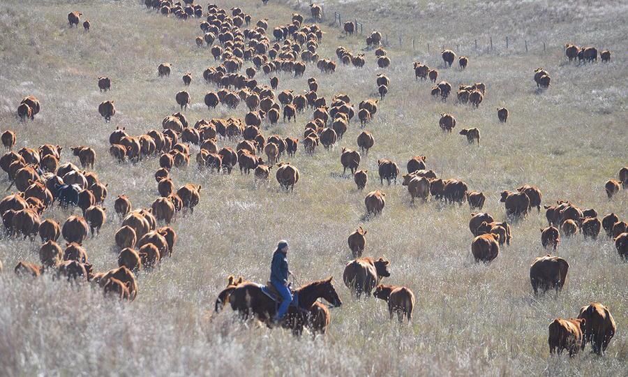Rancher with cattle