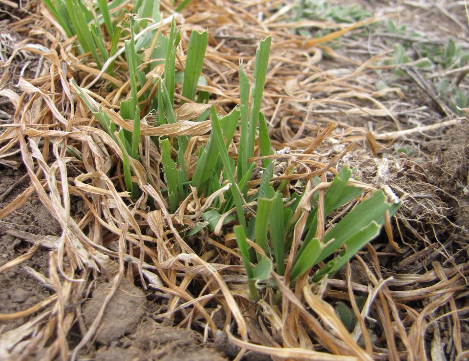Wheat seedlings with army cutworm damage