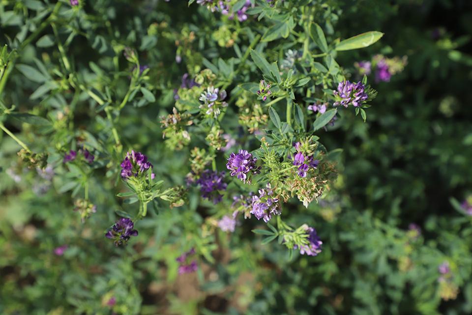 Alfalfa plant closeup