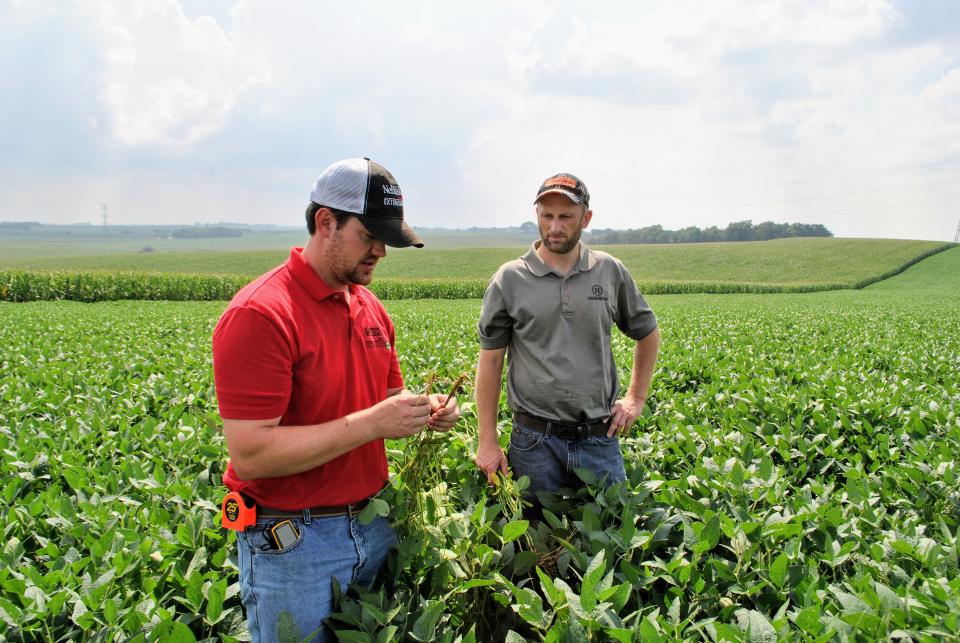 Extension educators analyze soybean field
