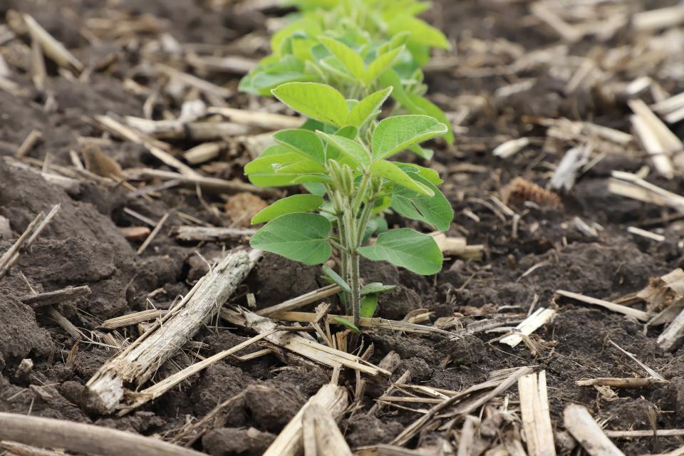 Young soybean plants