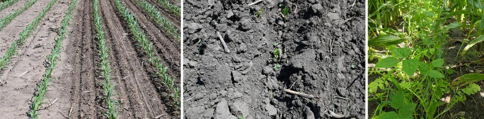 Cover crops interseeded in corn