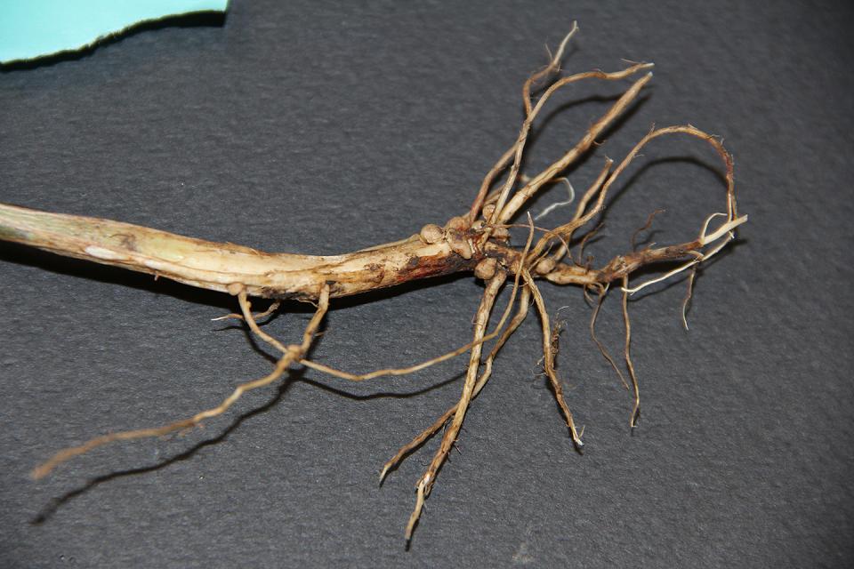 Rhizoctonia root rot of soybeans