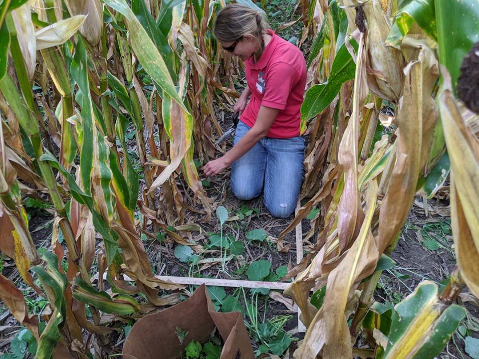 Jenny Rees in cornfield clipping cover crop biomass for an on-farm research study