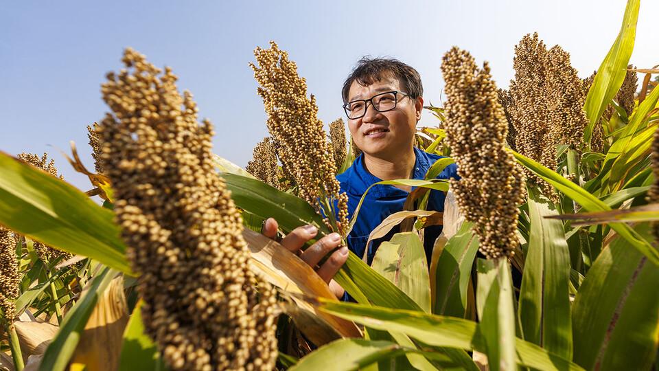 Jinliang Yang in sorghum field