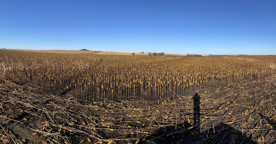 Fire damaged corn field