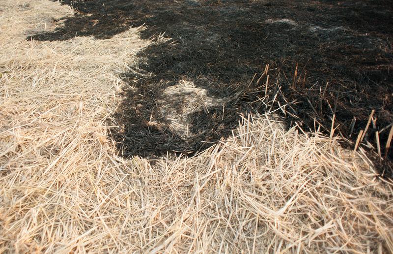 Burned field