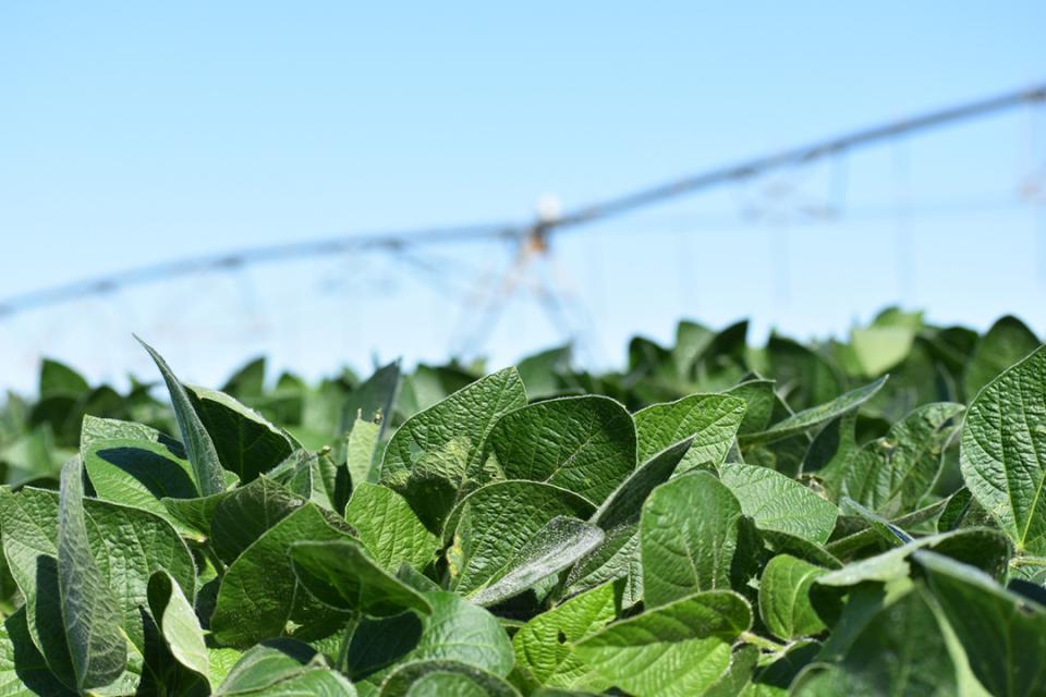 PIvot irrigation in soybean