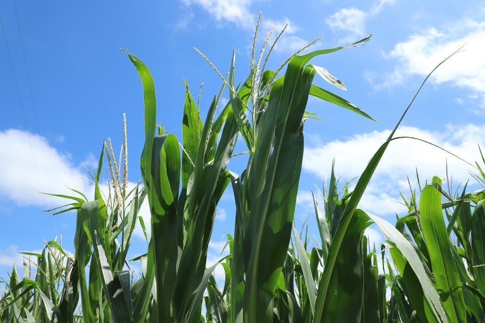 Tasseling corn field